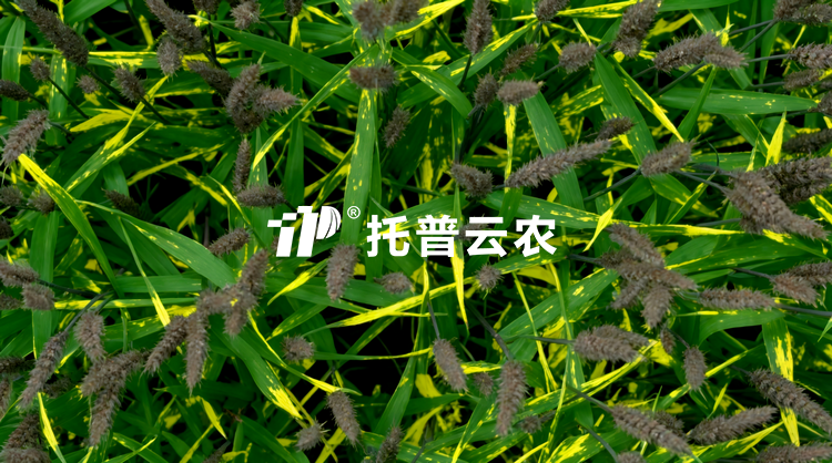 无人车移动式解决方案：田间作物全生育期表型精准监测与解析