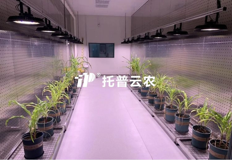 逆境研究室：解码植物抗逆密码的 “精准模拟实验室”