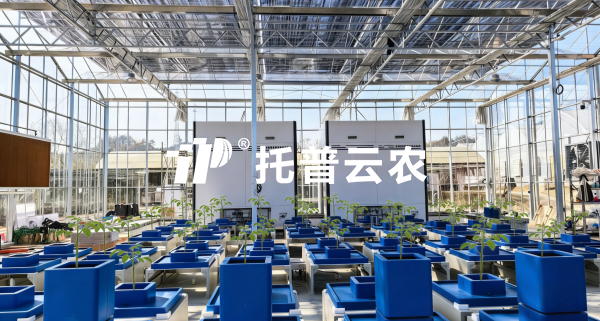经典案例丨以AI解码植物表型，手机看片福利永久赋能科研与生产双场景实践
