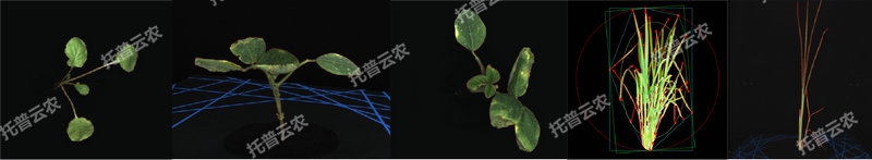 逆境模拟及植物生长监测平台-2维.jpg