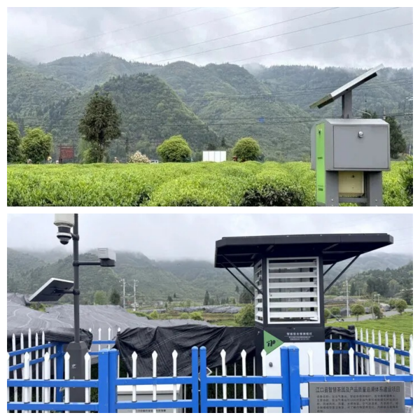 4.江口县九龙茶叶基地_副本_副本.png